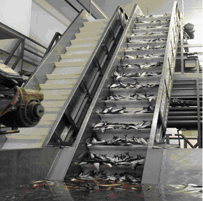 Băng chuyền tải